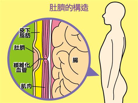 肚臍突然長毛|【肚臍長毛】看過來！你肚臍長毛的秘密，原來是肚臍絨毛球在搞。